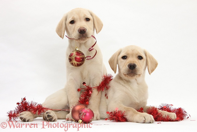 Yellow Labrador Retriever bitch pups, 10 weeks old, playing with Christmas decorations, white background