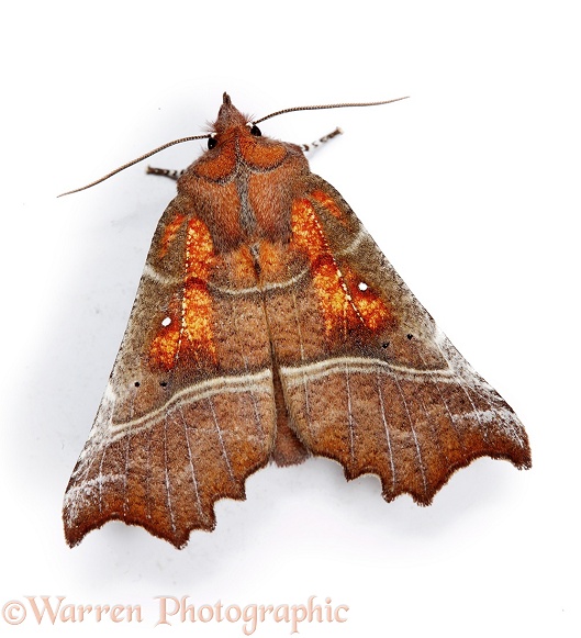 Herald Moth (Scoliopteryx libatrix), white background