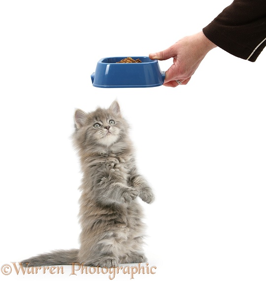 Maine Coon kitten, 7 weeks old, being given dry food in a bowl, white background