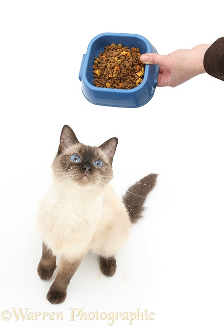 Birman-cross cat looking up at receiving some dry food in a bowl, white background