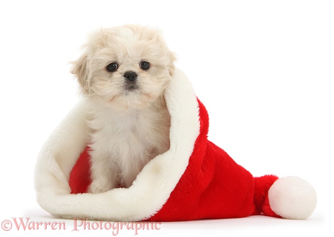 Shih-tzu pup, Lilly, 7 weeks old, in a Father Christmas hat, white background