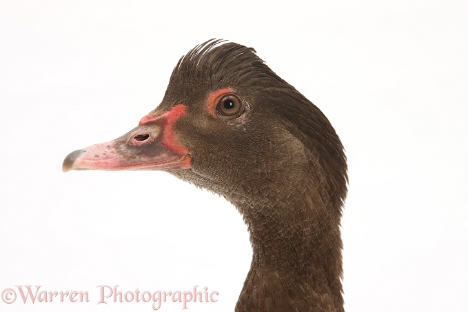 Chocolate Muscovy Duck, white background
