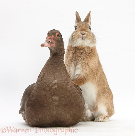 Chocolate Muscovy Duck and Netherland Dwarf-cross rabbit, white background
