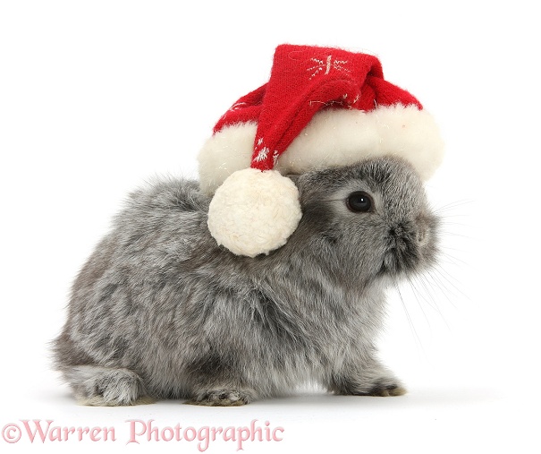 Young Silver Lionhead rabbit wearing a Father Christmas hat, white background