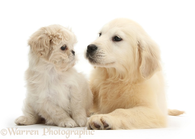 Golden Retriever pup, Daisy, 16 weeks old, with cream Shih-tzu pup, Lilly, 7 weeks old, white background