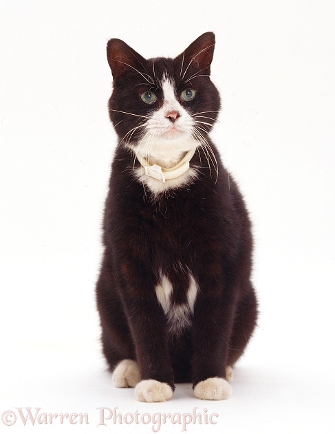Elderly black-and-white cat, George, 13 years old, white background