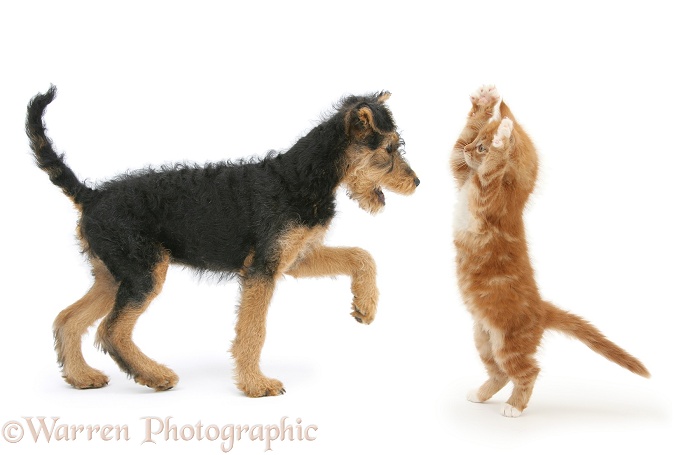 Airedale Terrier bitch pup, Molly, 3 months old, and ginger kitten, Butch, 10 weeks old, in playful confrontation, white background