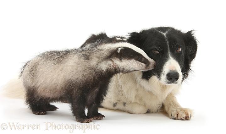 Young Badger (Meles meles) and black-and-white Border Collie, Phoebe, white background