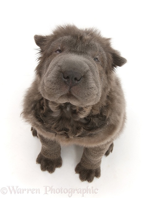 Blue Bearcoat Shar Pei pup, Luna, 13 weeks old, sitting and looking up, white background