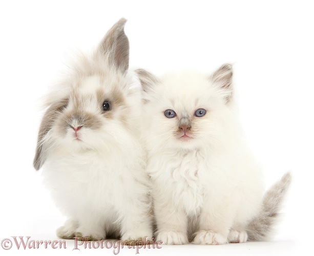 Young windmill-eared rabbit and matching kitten, white background