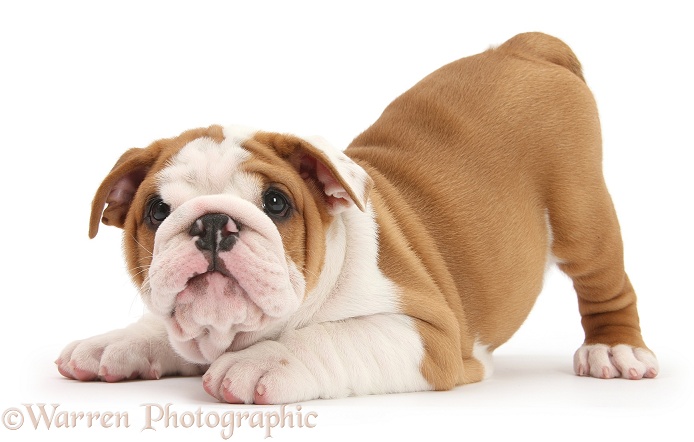 Cute playful Bulldog pup, 8 weeks old, in play-bow, white background
