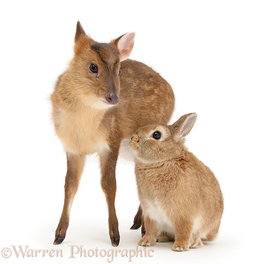 Muntjac (Muntiacus reevesi) deer fawn and Sandy rabbit, Peter, white background