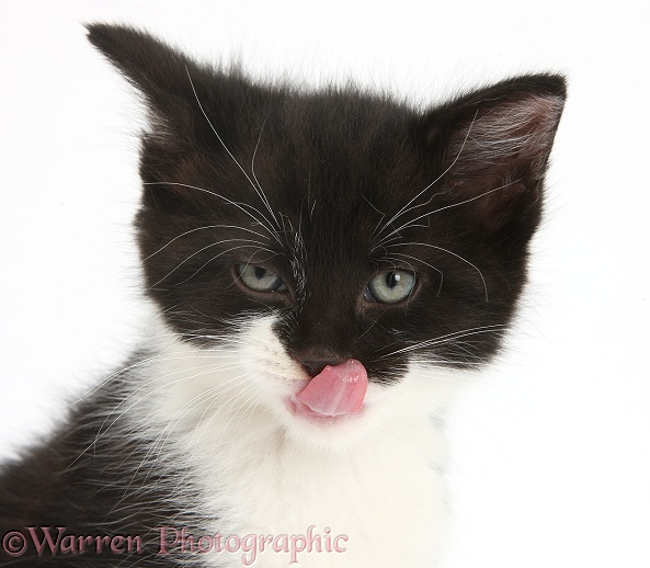 Black-and-white kitten licking its nose, white background