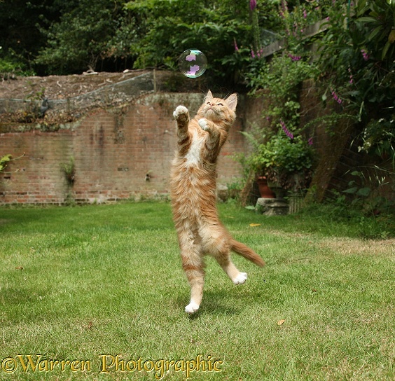 Ginger kitten, Butch, 3 months old, leaping to catch a soap bubble