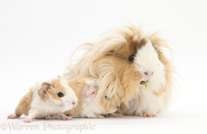 Mother Guinea pig and baby Guinea piglets, 1 day old, white background
