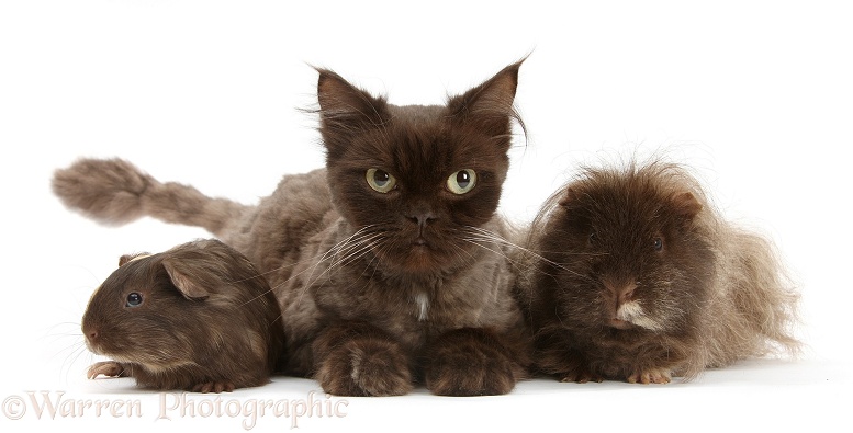 Chocolate cat, Chanel, and sandy-chocolate Guinea pigs, white background