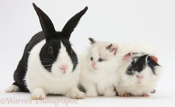 Ragdoll-cross kitten with black-and-white Dutch rabbit and Guinea pig, white background