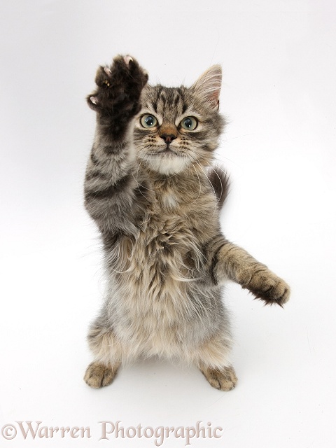 Tabby kitten, Beebee, 5 months old, standing up with raised paw, white background