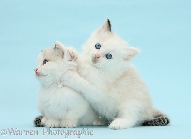 Ragdoll-cross kittens on blue background