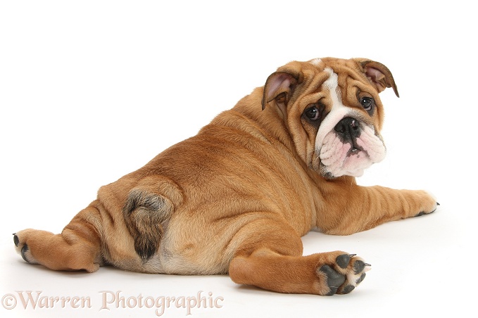 Bulldog pup, 11 weeks old, sprawled out and looking round, white background