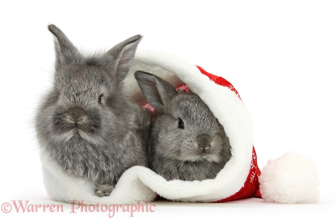 Young Silver Lionhead rabbits in a Father Christmas hat, white background