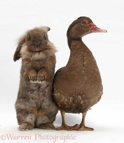 Chocolate Muscovy Duck and Lionhead-cross rabbit, white background