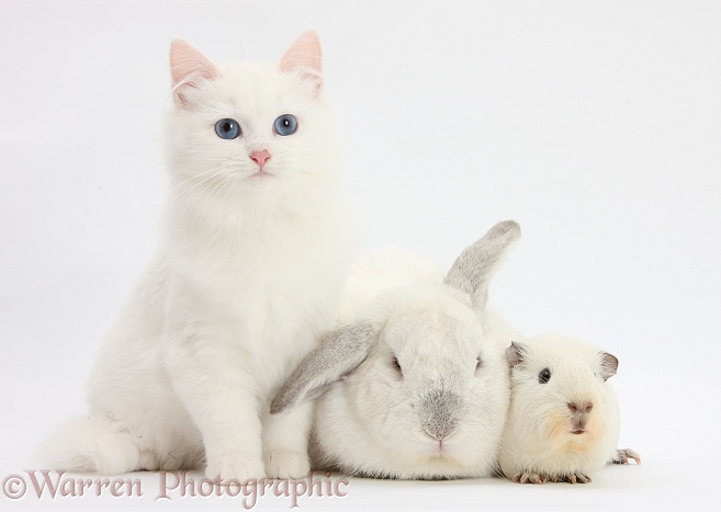 White Maine Coon-cross kitten with white rabbit and white Guinea pig, white background