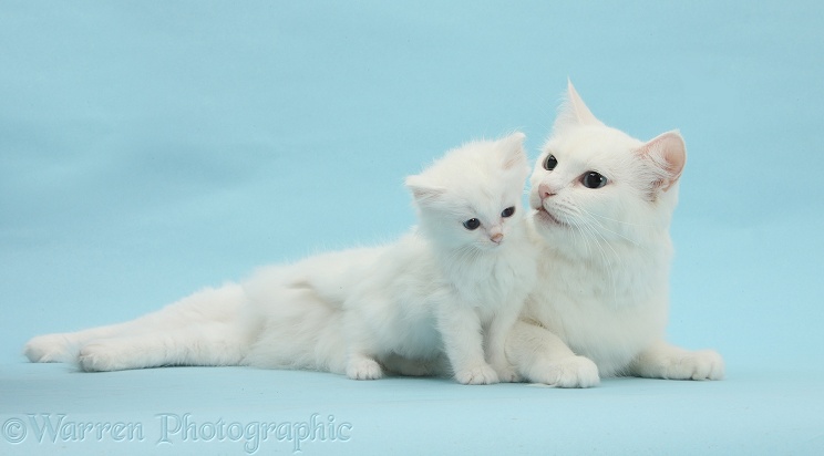 White Maine Coon-cross mother cat, Melody, with her kitten, 7 weeks old, on blue background
