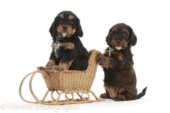 Cockapoo pups playing with a wicker toy sledge, white background