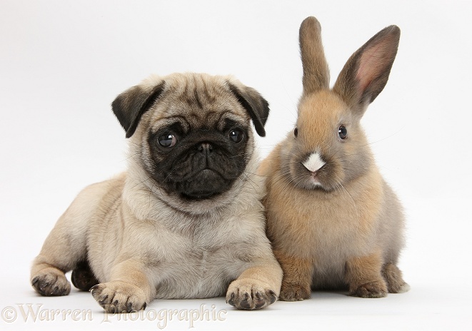 Fawn Pug pup, 8 weeks old, and young rabbit, white background