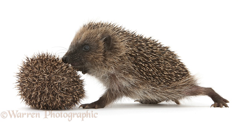 Young Hedgehog (Erinaceus europaeus) approaches a smaller brother who is afraid and curls up, white background
