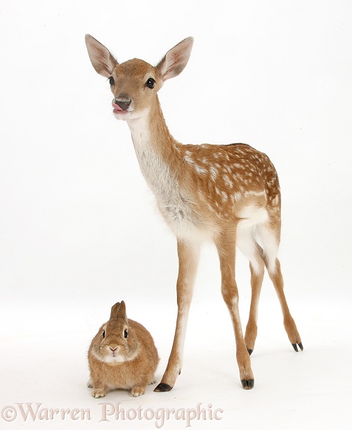 Fallow Deer (Dama dama) fawn and Sandy Netherland-cross rabbit, Peter, white background