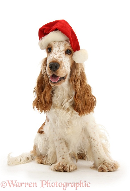 Orange Cocker Spaniel, Arthur, 1 year old, wearing a Father Christmas hat, white background