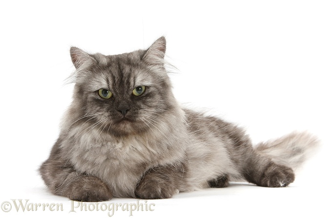 Persian x Birman female cat, Forrest, 2 years old, white background