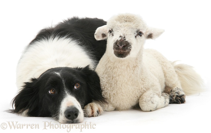 Lamb and black-and-white Border Collie, Phoebe, white background