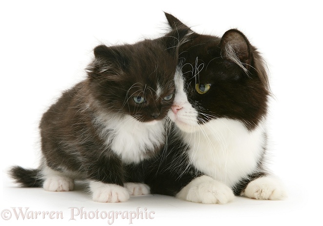 Black-and-white Persian-cross cat, Flora, and her kitten, white background