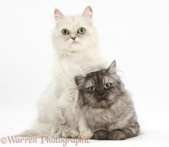 Chinchilla Persian female cat, Spyder, with Persian x Birman female cat, Forrest, 2 years old, white background