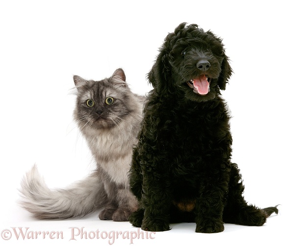 Persian x Birman female cat, Forrest, 2 years old, with black Labradoodle, white background