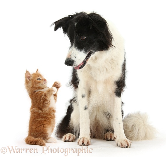 Black-and-white Border Collie, Phoebe, and ginger kitten, Butch, white background