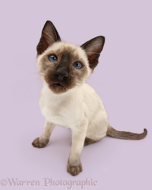 Siamese kitten, 10 weeks old, looking up, white background