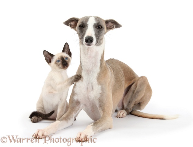 Whippet bitch, Tally, and Siamese kitten, 10 weeks old, white background