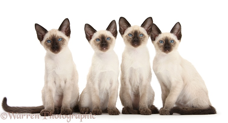 Four Siamese kittens, 10 weeks old, white background