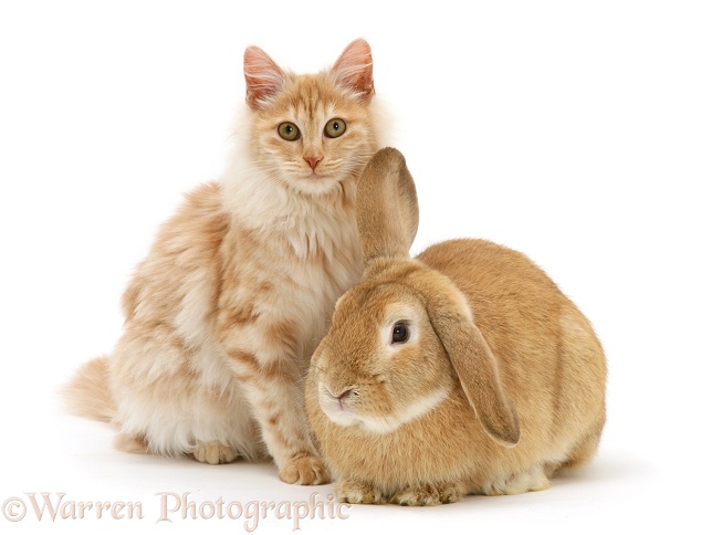 Red silver Turkish Angora cat and sandy Lop Rabbit snuggled together, white background