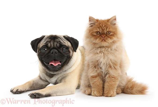 Ginger Persian male kitten, Jeffrey, 15 weeks old and fawn male Pug, white background