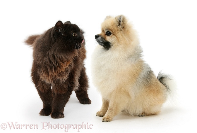 Pomeranian dog, Rikki, meets rough chocolate cat, Scruffy, white background