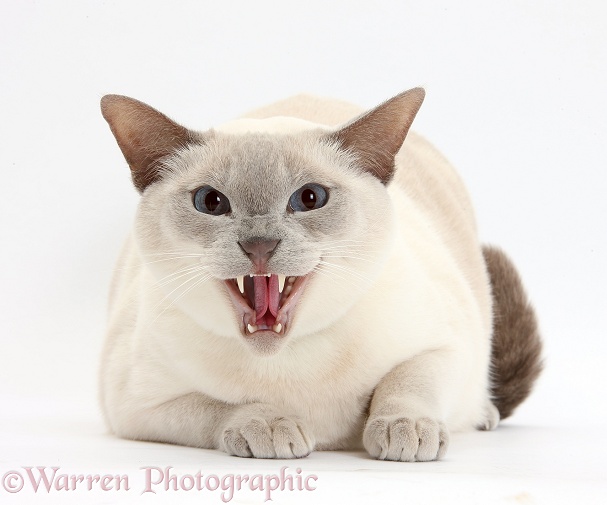 Siamese-cross cat, Isaac, hissing, white background