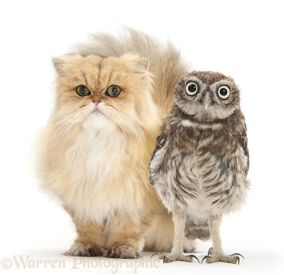 Golden Chinchilla Persian female cat, Jazzy, 6 years old, with a Little Owl (Athene noctua), white background
