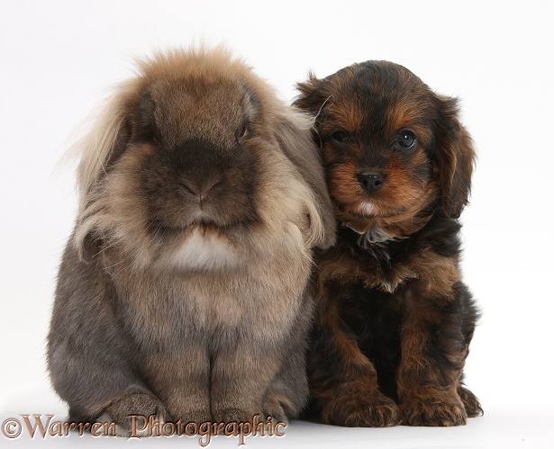 Lionhead-cross rabbit and Cavapoo pup, white background