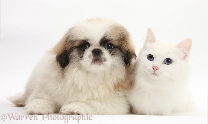 Parti colour Pekingese pup, Kiki, 11 weeks old, with white Maine Coon-cross kitten, white background