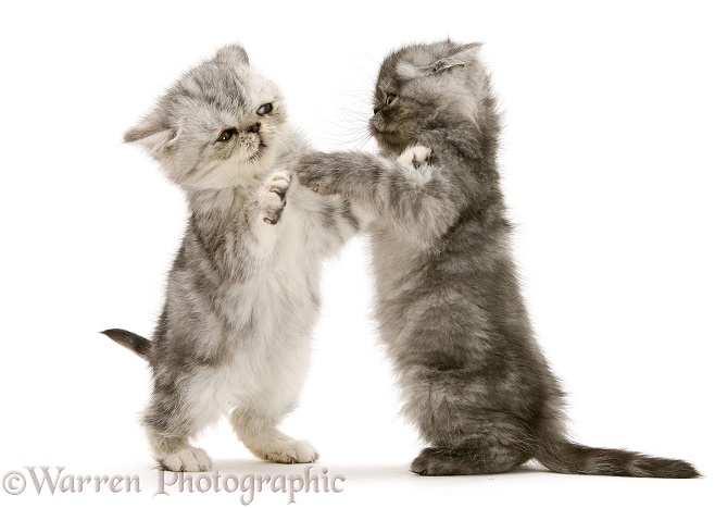 Smoke and silver Exotic shorthair kittens, play-fighting, white background